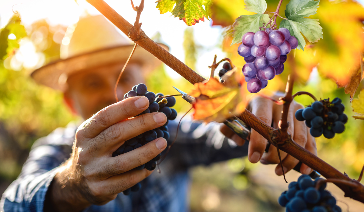 grape_yard