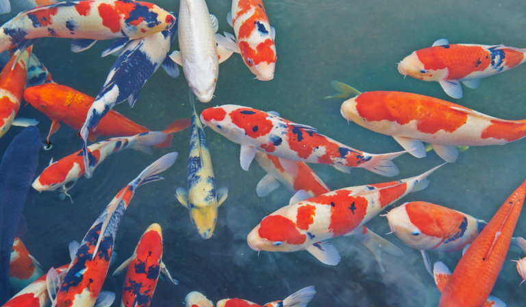 日本錦鯉